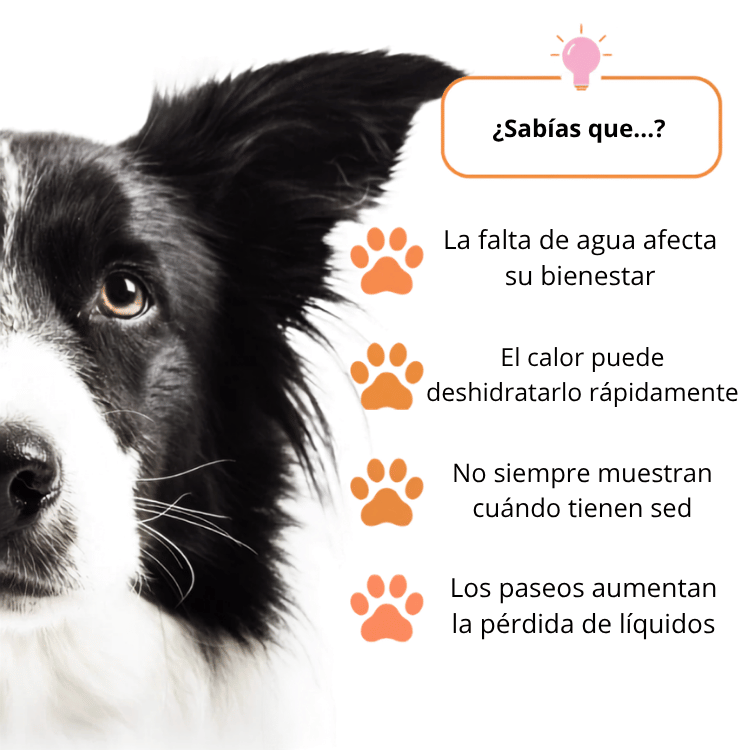 GuauSfera™ Termo Portátil Resistente para Mascotas