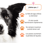 GuauSfera™ Termo Portátil Resistente para Mascotas