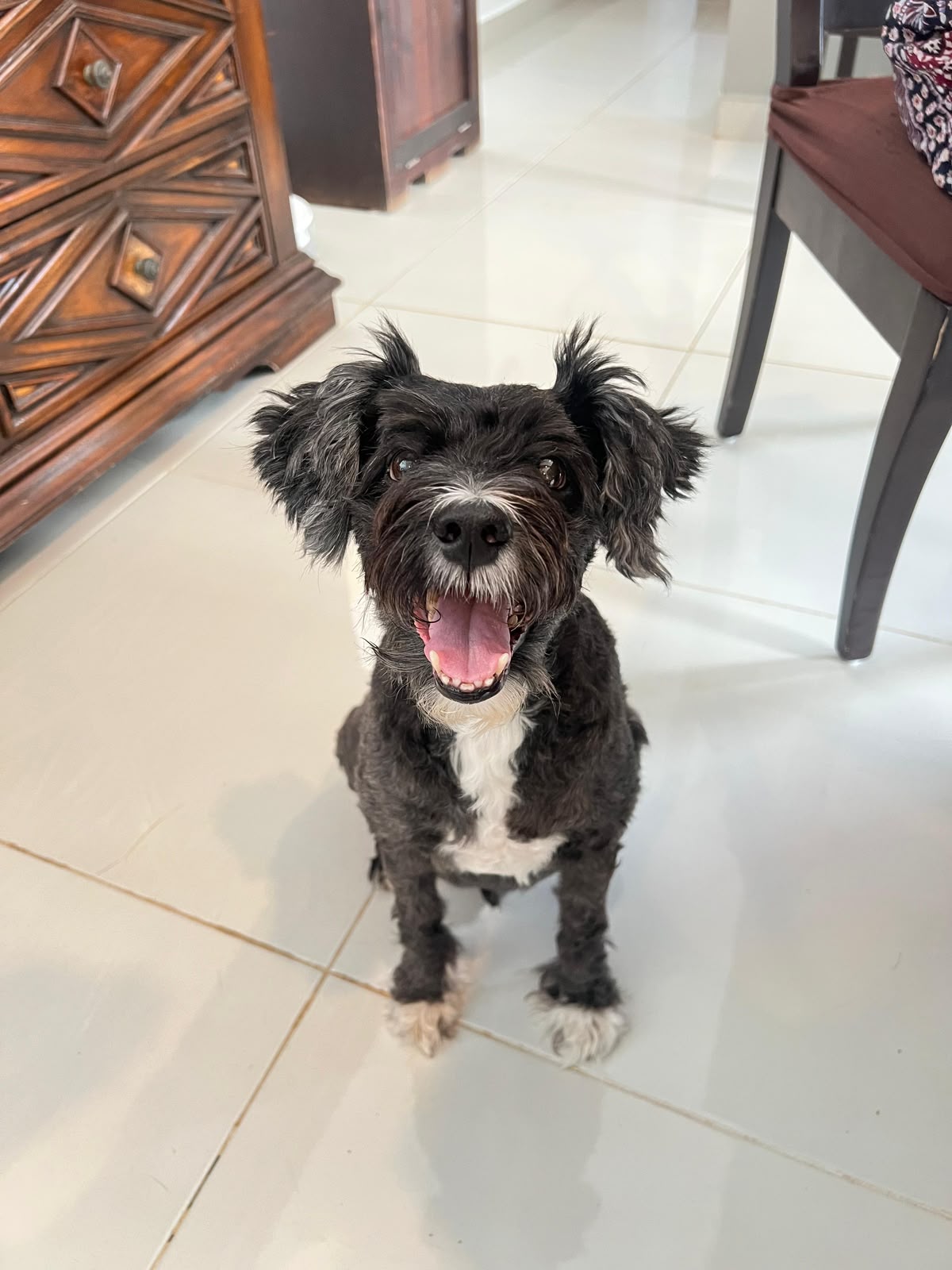 Peluche